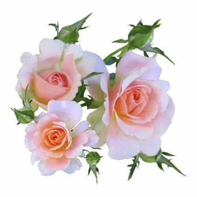 ‌!! फूलों सा कोमल बनकर !!