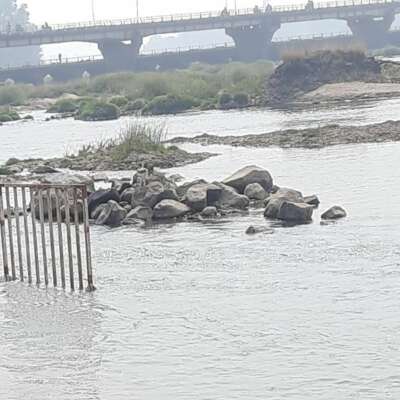 मां नर्मदा प्रकटोत्सव