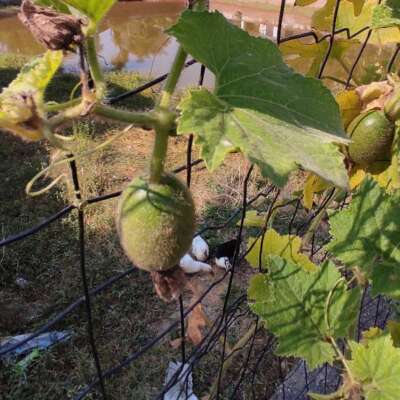 छम-छम वर्षा