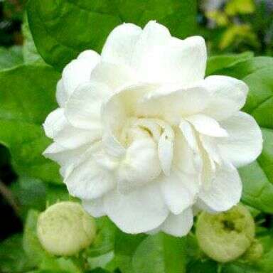 मुक्तक व दोहा