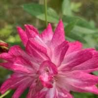 झरते फूल मोहब्ब्त के