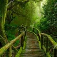 ✍️अमृताचे अरण्य....!✍️