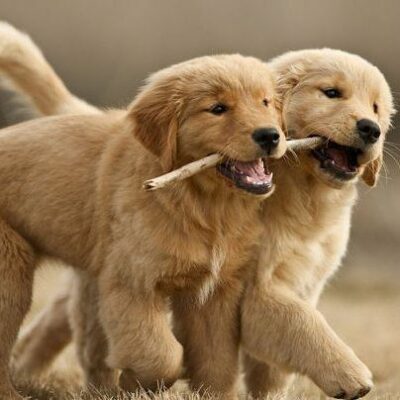 कुत्ते / MUSAFIR BAITHA