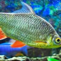 मछली रानी