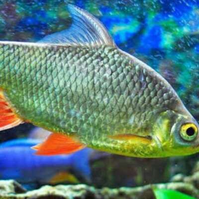 मछली रानी