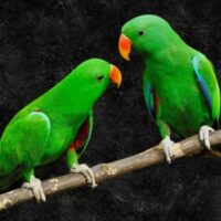 हंसते ज़ख्म