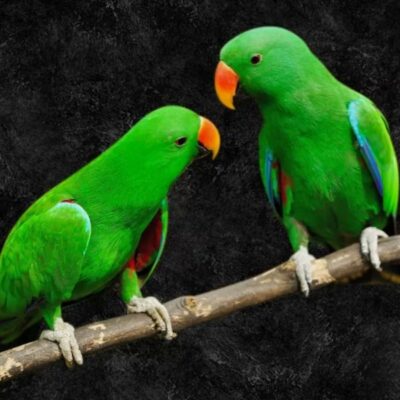 हंसते ज़ख्म