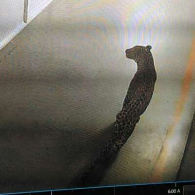 शेरनी का डर