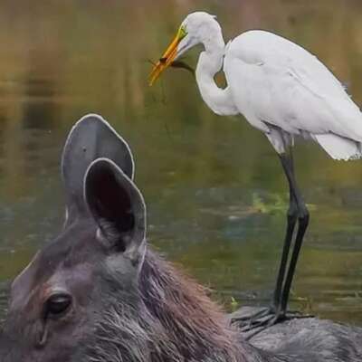 देख रहा था