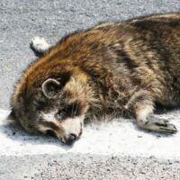 एक जीव की मौत