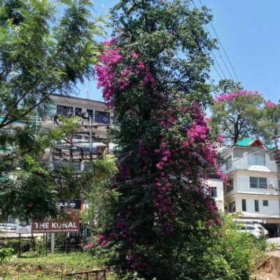 तुंग द्रुम एक चारु 🌿☘️🍁☘️