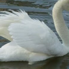 (19) तुझे समझ लूँ राजहंस यदि----