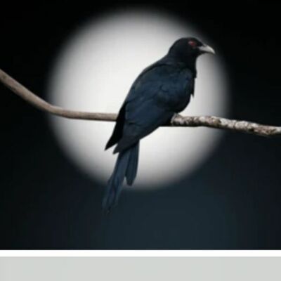 कोकिल,का करुण sssक्रंदन