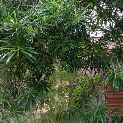 वृक्ष – प्रकृति का वरदान