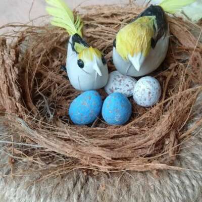 चिड़िया का घोंसला