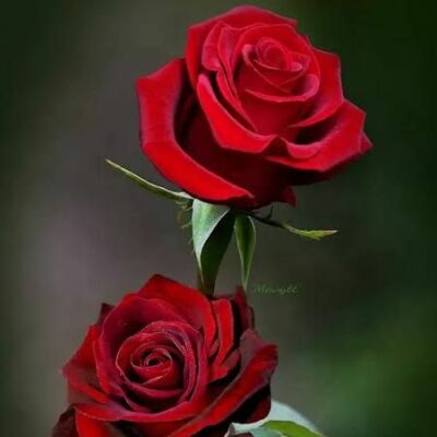 फलक से सितारों के सलाम होते हैं