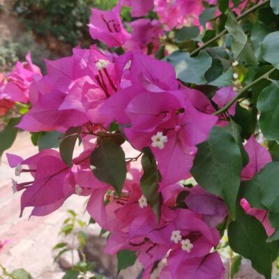 करते जाना प्यार