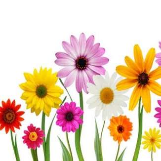 🌺फूल की संवेदना🌻