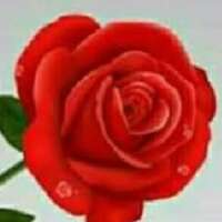 🚩फूलों की वर्षा