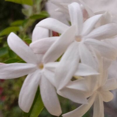 *साम्ब षट्पदी---*