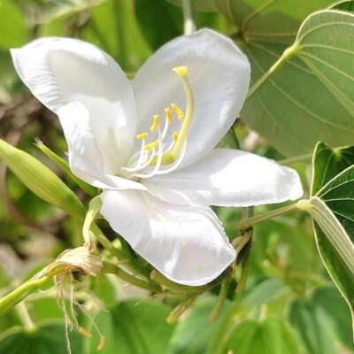 पागल।। गीत