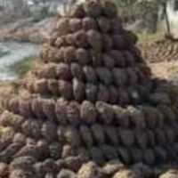 उपला भाई