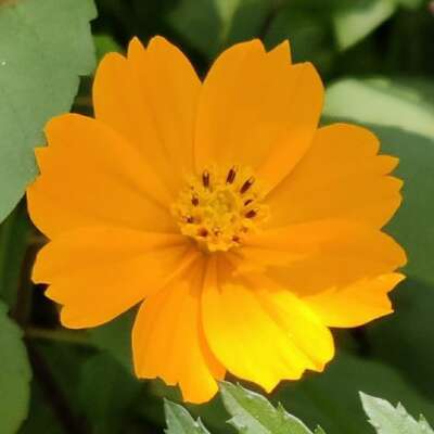 कुंडलिया छंद