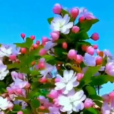 पुष्प का यौवन