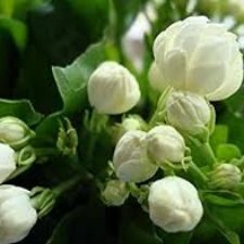 मेरी बेटियाँ और उनके आँसू