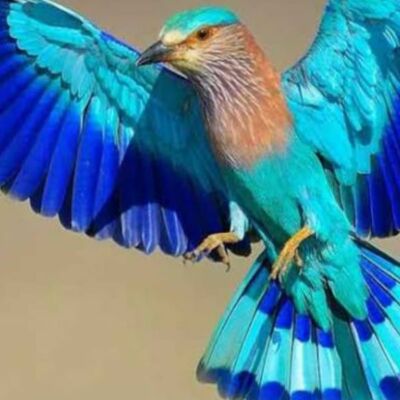 *मनः संवाद----*