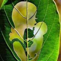 *** घर के आंगन की फुलवारी ***