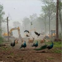 कांचा गचीबोवली: हरियाली के हक़ की पुकार