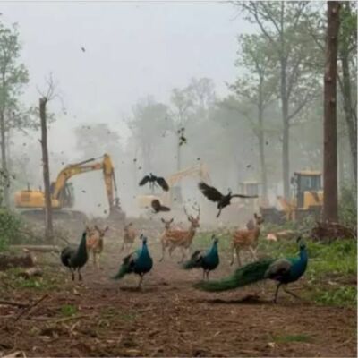 कांचा गचीबोवली: हरियाली के हक़ की पुकार