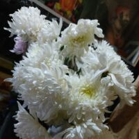 स्नेह मधुरस