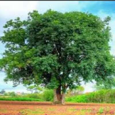 मैं पीपल का पेड़