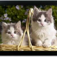 बिल्ली की तो हुई सगाई