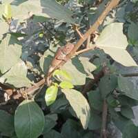 अल्फ़ाजी