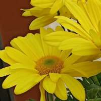 डेली पैसिंजर