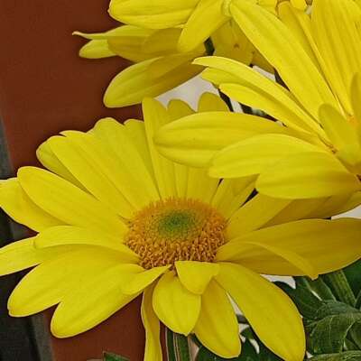 डेली पैसिंजर