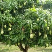 गर्मी और नानी का आम का बाग़