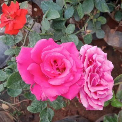 दोस्ती पर वार्तालाप (मित्रता की परिभाषा)