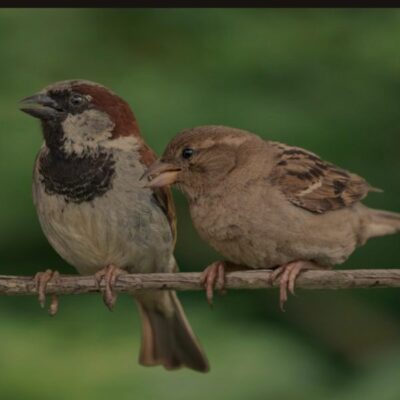 गौरेया (ताटंक छन्द)