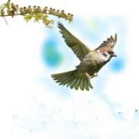 नटखट-चुलबुल चिड़िया।