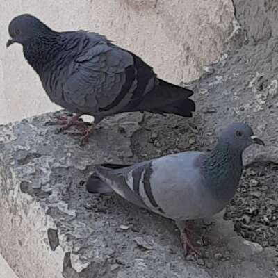 गौरवपूर्ण पापबोध