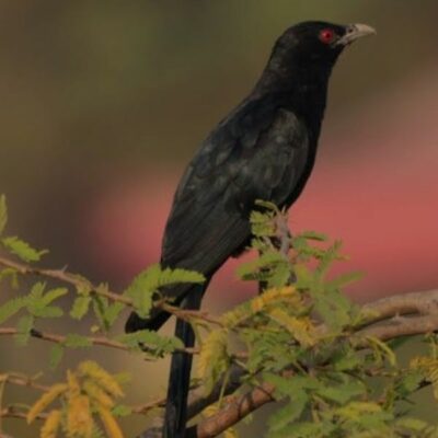 कोयल (बाल कविता)