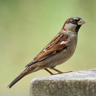 महिला दिवस: आत्मसम्मान का उत्सव