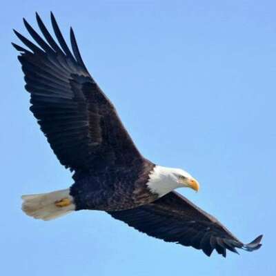 ऊंची शिखर की उड़ान