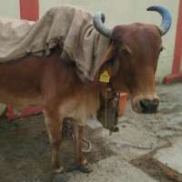 कब मेरे मालिक आएंगे!