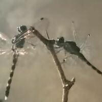 नया ज़माना