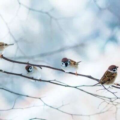 कुछ परिंदें।